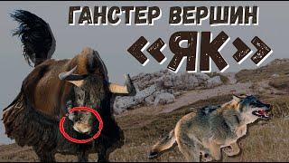 WHY DO THEY HAVE TO BE SHOT? WILD YAK VERSUS HORSE WOLF BULL.