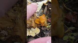 La parasita Tremella aurantia sobre su hospedanteStereum hirsutum