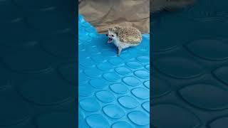 Adorable Hedgehog Yawn