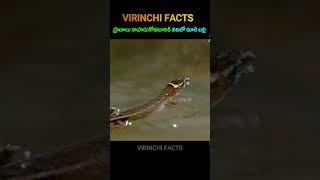 anole lizard  #telugufacts #amazingfacts #virinchifacts