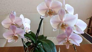 ОБЗОР ОРХИДЕЙ. Мои орхоновости 03.02.22 Orchids Orjidea