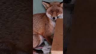 TRAPPED by his TAIL #wildlife #wildliferescue #animalshorts  #wildlifeaid