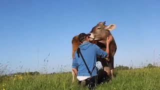 Big cow licks human friend
