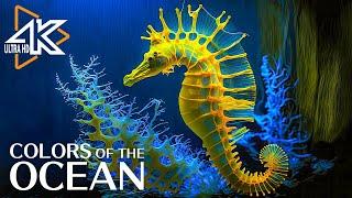 The Ocean 4K - Sea Animals for Relaxation Beautiful Coral Reef Fish in Aquarium #16