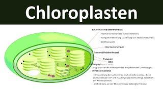 Chloroplasten - Aufbau und Funktion Zellorganellen Teil 3 - Biologie Oberstufe