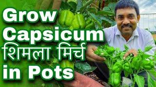 रामविलास जी की तरह गमलों में उगाएँ शिमला मिर्च और क़ैसे लें भरपूर फसल  Grow Capsicum 🫑 in Pots