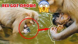 Very Terrifying Drowned Baby Monkey Rex Got Drowned Because Rose Go Swimming