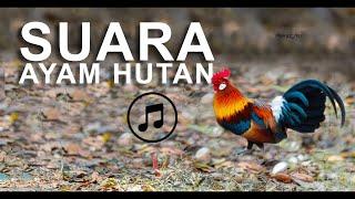 Suara Ayam Hutan Jantan Durasi Panjang