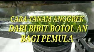 CARA TANAM BIBIT ANGGREK BOTOL AN  BAGI PEMULA