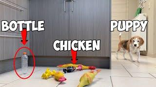 Puppy Surprised with WEIRD TOYS * Funny Reactions*