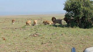 Male lions getting intolerant of their sons