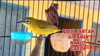 pleci jantan di jamin langsung nyaut dengan pancingan pleci betina gacor