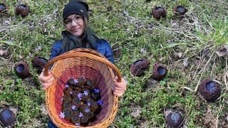 ГРИБЫ С ДРУГОЙ ПЛАНЕТЫ ТАКОГО ВЫ ЕЩЕ НЕ ВИДЕЛИ САРКОСОМА ШАРОВИДНАЯ - МОЛОДИЛЬНЫЙ ГРИБ