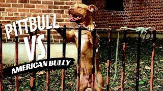 Pit Bull Terrier vs American Bully  Whats the Difference???