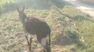 donkey mating  donkey and horse mating