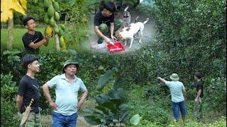 Harvesting papayas to sell at the market Buying land to expand the farm visiting Big Mics family