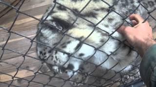 Ashakiran - Snow Leopard @ Wild Cat Fund