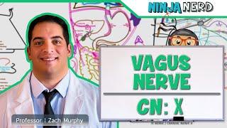 Neurology  Vagus Nerve Cranial Nerve X