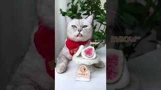 Chef Cat Makes Crispy Marshmallow Cookies ASMR  Cat Cooking Food  Cute Cat TikToks #Shorts