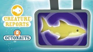 Octonauts - Creature Reports  Whales Sharks & Dolphins