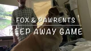 THE PAWRENTS PLAY KEEP AWAY FROM ME #doglover #dogplaysball #shortdogvideo #doglife @SBMowing