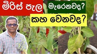 හිටවන එළවළු පැල කහ වෙනවද?  Leaves Turning Yellow?  Ceylon Agri  Episode 283