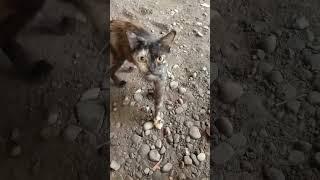 Kucing ganteng tapi lucu #shorts #videoshorts