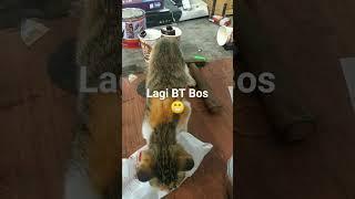 Moment lucu saat kucing BT #shorts