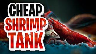 Cheap Shrimp Tank Setup For Beginners Walstad Method No Filter No Heater Tank For Cherry Shrimp