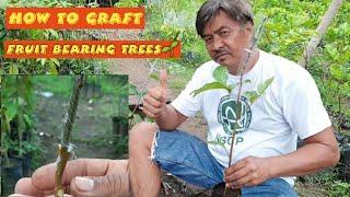 Tagalog How to Graft Fruit Trees like Rambutan Lansonez Durian Mango.