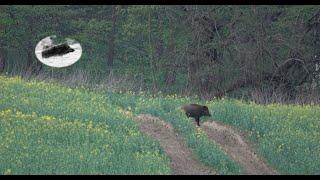 Wild boar hunting in April - spring in the area