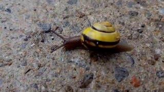 Snail ....just going about his business