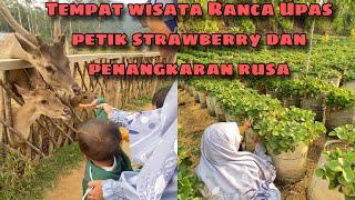 WISATA LENGKAP RANCA UPAS PETIK STRAWBERRY DAN PENANGKARAN RUSA