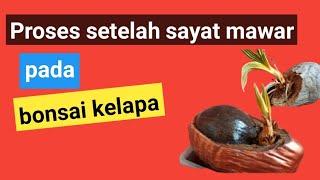 Setelah sayat mawar bonsai kelapa  pemula harus lihat