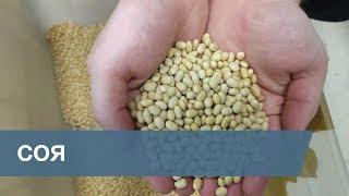 Сортировка Сои  Soybean Sorting