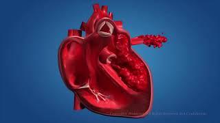 Сердце3D-анимация работы сердца и кровообращения организма. Большой и малый круги кровообращения