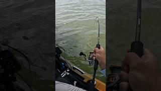 Tautog Pulling Some Drag