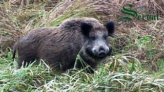 Wild Boar Hunting in Baranya - Perfect shots Wildschweinejagd -Pirsch in Baranja