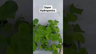 Sayur Hydroponics #hydroponics #hydroponik #shorts