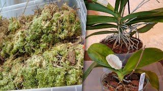 Мох и хранение  Листья орхидей покрылись пятнами Отрезаю Подробно о препарате для лечения  Сима