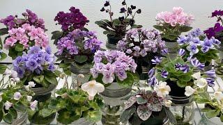 African Violets Blooming in June 2023 - Part 2 - Miniatures & Semiminiatures