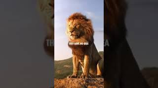Be a lion  #confidence #motivation #lionking #motivationalvideo #shorts #disney
