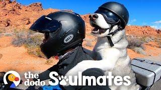 Dog Rides A Motorcycle With His Dad Through All 50 States  The Dodo Soulmates