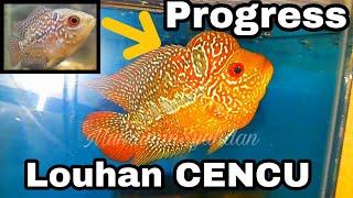 Indonesian local CENCU Flowerhorn Fish Frying Progress