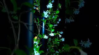 Jasmine Natures Aphrodisiac