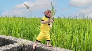 Bibi ran away from home to the fields to explore and harvest rice for chickens