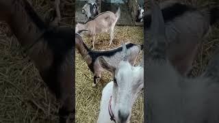 Розмови про кіз. А скільки коза дае молока? Не выдоешь  за день устанет рука.