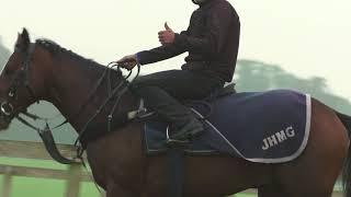 Warren Hill Newmarket - The Busiest Racehorse Gallops in Britain