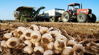 Awesome Agriculture Technology - Garlic Red beet Bitter Melon Cultivation Farming and Harvest