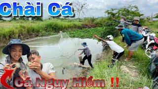 Chày Cá Ngoài Con Kinh. Dính Nhiều Loài Cá Nguy Hiểm Độc Tố Cao Không Nên Ăn.